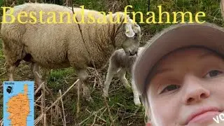 Bestandsaufnahme von unseren Mutterschafen/ Interview mit Sch&auml;fer Tim.#schafe #sheep #corsica
