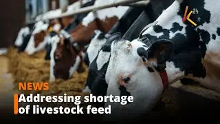 Ministry of Agriculture moves in to address the acute shortage of livestock feed