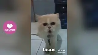 I want tacos