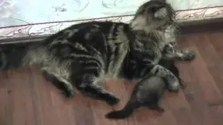 Кот и хорек дерутся - fitchew and cat fight