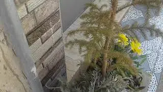 لكم العطر سكينة وامانا///والزهرابيض قان والوانا