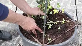 Efeu - Einpflanzen in ein Gef&auml;&szlig;