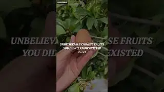 Unique Chinese fruits you've never seen before #part3