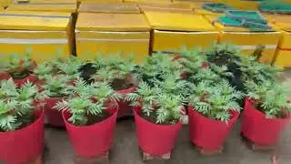 3 ngày mới về cho cá ăn cử đầu tiên