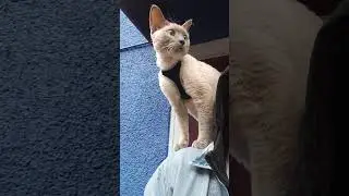 Raining 🌧  day and Gcat seems like he spotted something 🤔 over there!!!#cats #devonrex #gcat