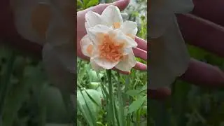 Нарцисс Делнашо #russia #garden #flower #flowers #nature #spring #апрель