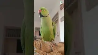 Parrot Green Taking Ringneck Parrot Exotic Parrot Indian Ringneck #viralyoutubevideos #parrot #short