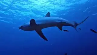 Thresher sharks, Malapascua, January 2026