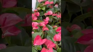 Part#1 A VISIT TO NOTCUTTS GARDEN CENTRE UK🪴🌼🌺 @shaazkiduniya