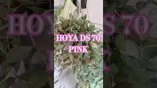 Hoya DS-70 Pink | Beautiful Pink-Edged Hoya | Easy Care Tips🍀