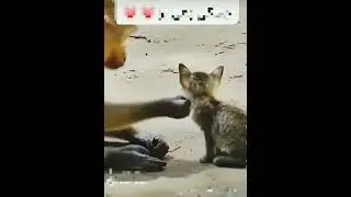 Mother Monkey Adopted A Lonely Kitten #animals#monkey#love #mother#monkey #kitten#lovers#naturelover