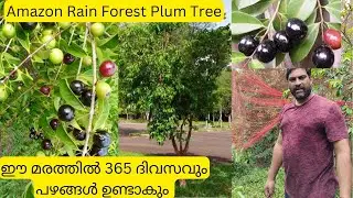 365 ദിവസവും പഴങ്ങൾ ഉണ്ടാകുന്ന മരം|Amazon Rain Forest Plum