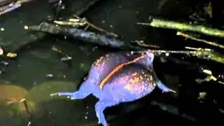 Mexican Burrowing Toad