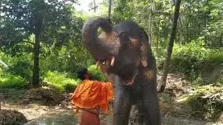Pullattu karnan elephant