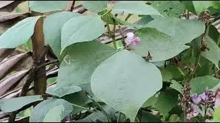 Bengali Vlogs#💐মেঠো পথ দিয়ে গিয়ে কি দেখলাম।💐