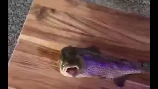 Fish huh