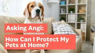 How Can I Protect My Pets at Home? | Ask Angi