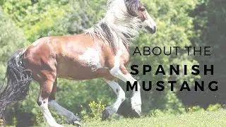 About the Spanish Mustang