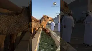 اكبر مستشفى بالعالم