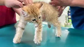 Kittens Chai and Mocha tried their first vaccination!
