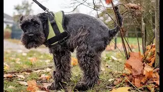 7 Tips for How To Firm Up Dog Stool