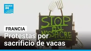 Agricultores protestan en Francia por sacrificio de vacas ante brote sanitario