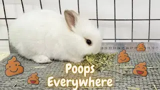 Do This If You Want Your Rabbit To Poop Everywhere