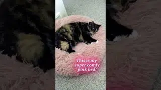 Her comfy pink bed! #cat #cutecat #shorts