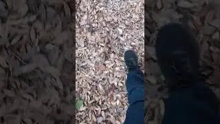 Walking on the yellow dried leaves! Great sounds 😱 #walking #driedleaves #yellowleaves #shortvideo