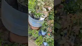 22 December 2025 #trending #viral #reels #shorts #shortvideo #nursery #বনসাই #নার্সারী #viralvideo