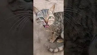 meowly is meow meow🙀 | for more click👉@pettales.official #cat #pettales #shorts #short #kitten