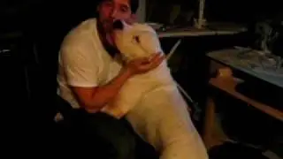 A Man and His Dogo Argentino