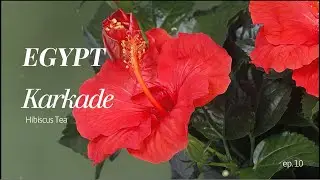 День 10: Египетский каркаде 🌺 (холодный чай из гибискуса)