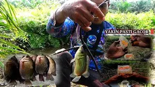 Perpaduan tiga ramuan umpan ini mancing ikan tembakang dan sepat siam pasti gacor