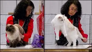 CFA International 2016 - Red Show class judging Himi & Ragdoll adults