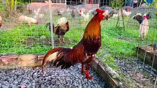 Bình Vĩnh Long.. Lên tóp gà mới.. Ngày 16-1-2026 // @908//755//036..
