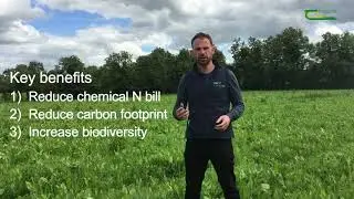 Pros & cons of multi-species swards for dairy farms