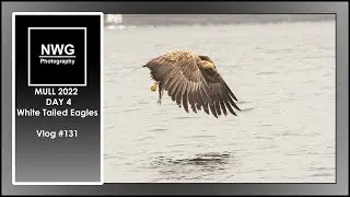 MULL 2022 - DAY 4 - White Tailed Eagles - Wildlife Photography - Vlog #131