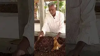 Vermicompost making - Part 4 / #organicfarming #vermicompost #organicfertilizer