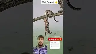 wild life 👍 #wildlife #leopardrescue #animaldrama #leopardinwater #shortsviral #animalstruggle