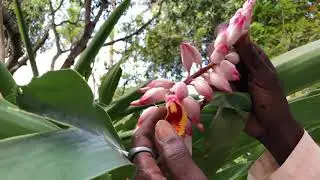 ZANZIBAR Spice Farm-Удивительный тур по специям
