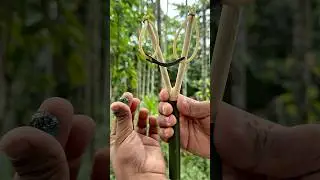 🪵 Handmade Bamboo Slingshot Test! 🔥 #CraftErGolpo #BambooSlingshot #DIYTools #NatureCraft #Shorts