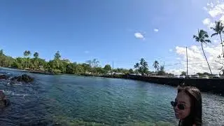 Green Sea Turtles at Richardson Beach Park Hilo Big Island Hawaii 11-25-25 