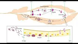 SEXUAL CYCLE OF PLASMODIUM VIVAX IN MOSQUITO = 4. Ookinete
