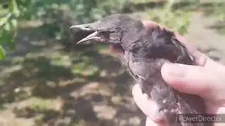 #371 МЫ ЕГО ЖДЕМ КАК БОГА.УРА ДОЖДАЛИСЬ!!!НОВОСТИ КОЛХОЗА .БЫСТРЫЙ И ВКУСНЫЙ ЗАВТРАК.