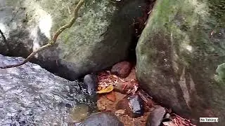 No Talking Nature Walk 🌿 Hidden Forest River Trail | Cinematic Hiking