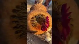 A Mother Hen&rsquo;s Calm Signal Saved Her Chick