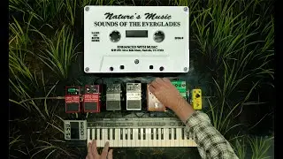 Ambient Everglades Soundscape with Tape & Casio 🐸🎹