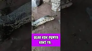 FOUR-LEGGED SNAKE - CHANNA FISH #shorts #channa #limbata #viral