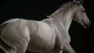 Slo MO TS body of a running White Horse video-4k Nature(Ultra HD) | Nature's Sweet Tales